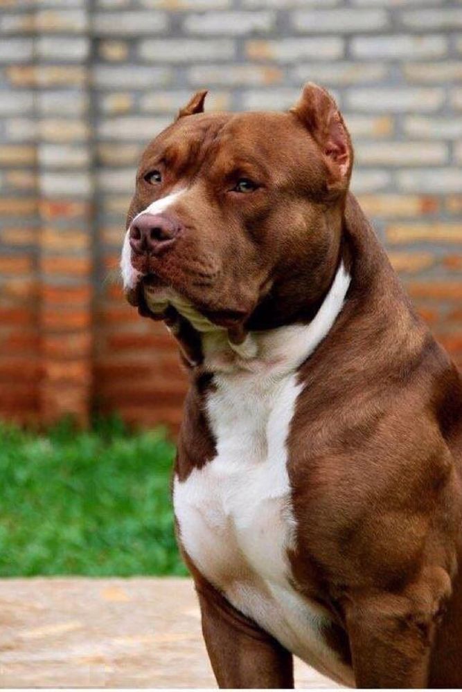 main F2cf89535a5ae691b9e01c0e9ee86978 Bully Dog Bully Breed
