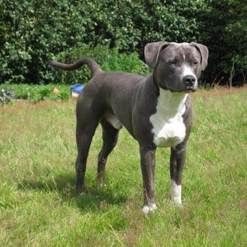 Amerikansk Staffordshire Terrier Amerikansk Staffordshire Terrier