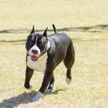 Amerikansk Staffordshire Terrier 12572568 Detail Amerikansk Staffordshire Terrier 12572568 Detail