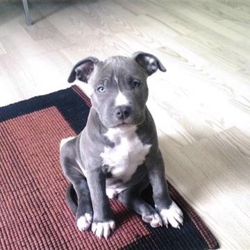 Amerikansk Staffordshire Terrier Armani Dksflottesteblaa Amerikansk Staffordshire Terrier Armani Dksflottesteblaa