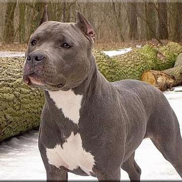 Amerikansk Staffordshire Terrier Bell Amerikansk Staffordshire Terrier Bell